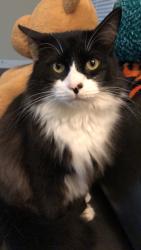 Lost Male Cat last seen Bowie Elementary, San Marcos, TX 78666