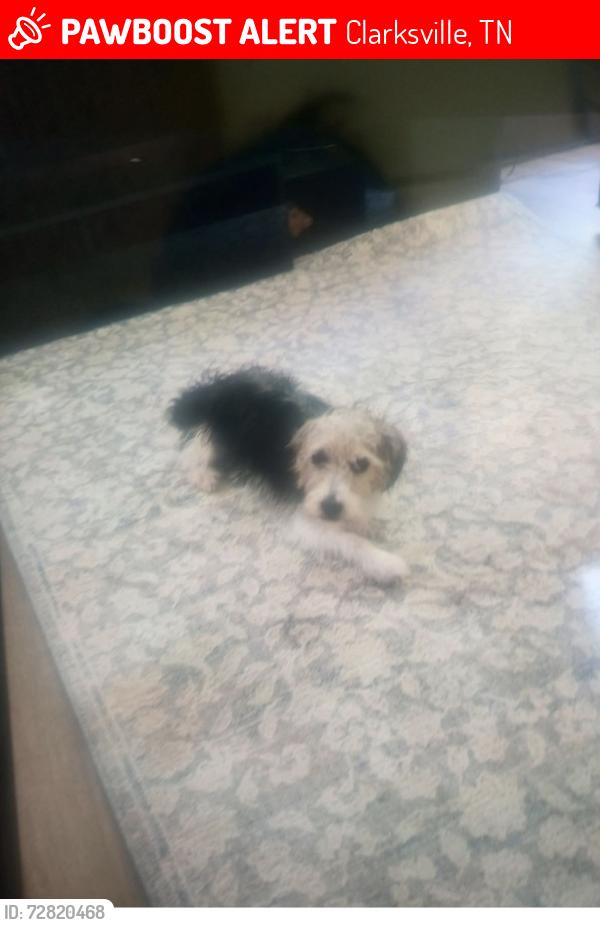 Lost Male Dog last seen Ramblewood, Clarksville, TN 37040