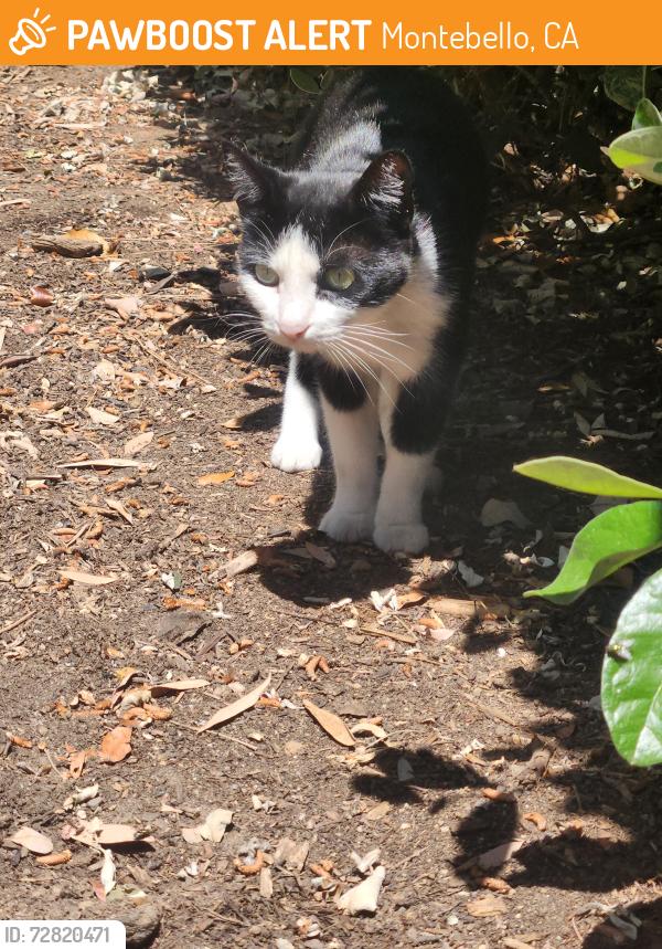 Found/Stray Unknown Cat last seen 4th street & bluff, Montebello, CA 90640