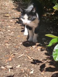 Found/Stray Unknown Cat last seen 4th street & bluff, Montebello, CA 90640