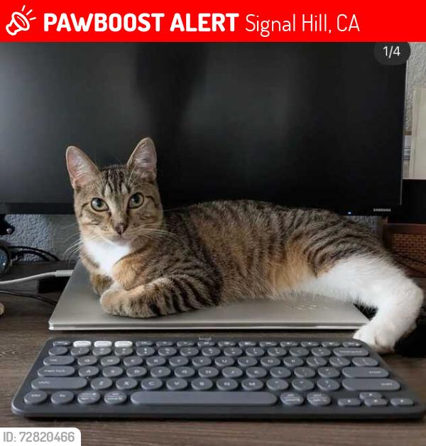 Lost Male Cat last seen Near E 33rd St, Signal Hill, CA 90755, Signal Hill, CA 90755