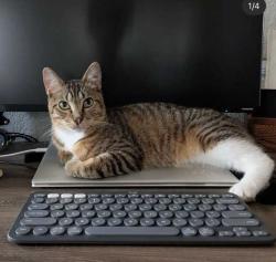 Lost Male Cat last seen Near E 33rd St, Signal Hill, CA 90755, Signal Hill, CA 90755