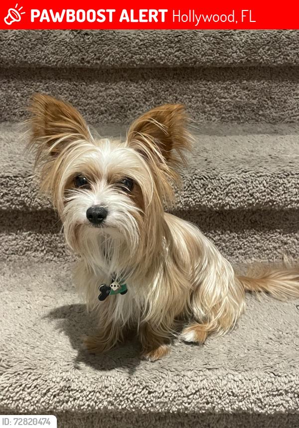 Lost Male Dog last seen Federal , Hollywood, FL 33020
