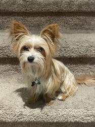 Lost Male Dog last seen Federal , Hollywood, FL 33020