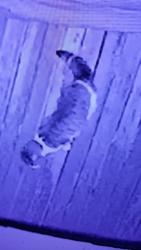 Found/Stray Unknown Cat last seen Near block East 20th avenue Vancouver, Vancouver, BC V5N 2K6
