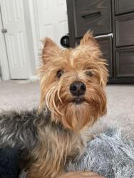 Lost Female Dog last seen Near booth cir sw , Marietta, GA 30008