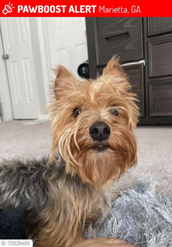 Lost Female Dog last seen Near booth cir sw , Marietta, GA 30008