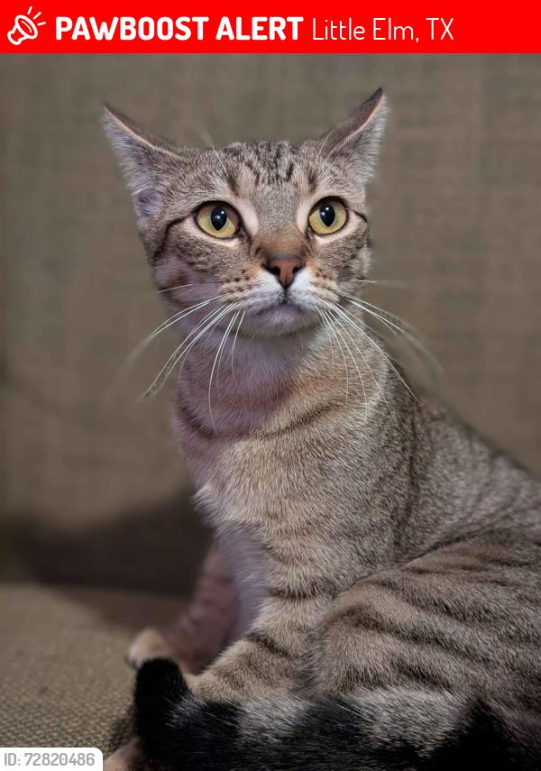 Lost Female Cat last seen Paloma Creek neighborhood, near Gammon Rd. and Milton., Little Elm, TX 75068