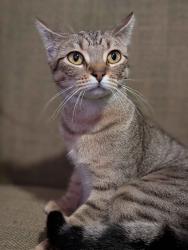Lost Female Cat last seen Paloma Creek neighborhood, near Gammon Rd. and Milton., Little Elm, TX 75068