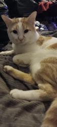 Lost Male Cat last seen 21st and swatara, Harrisburg, PA 17104