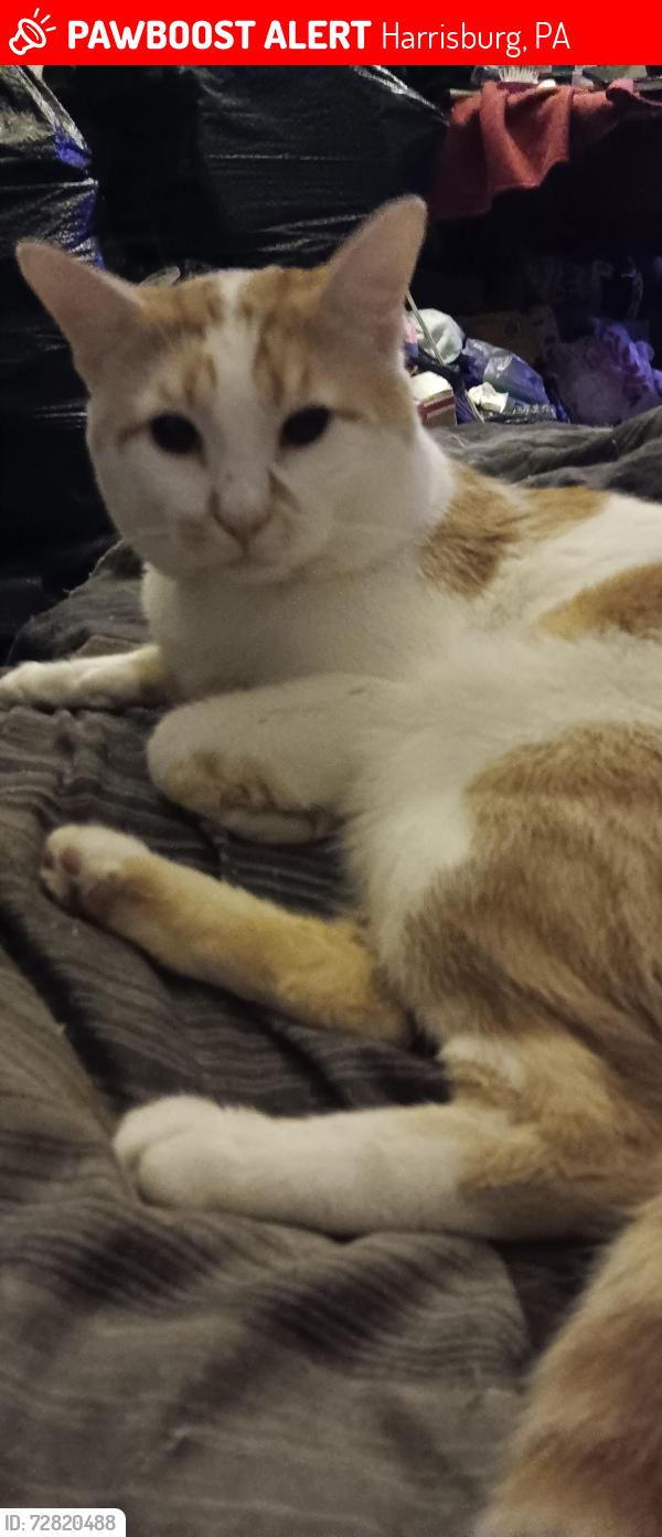 Lost Male Cat last seen 21st and swatara, Harrisburg, PA 17104