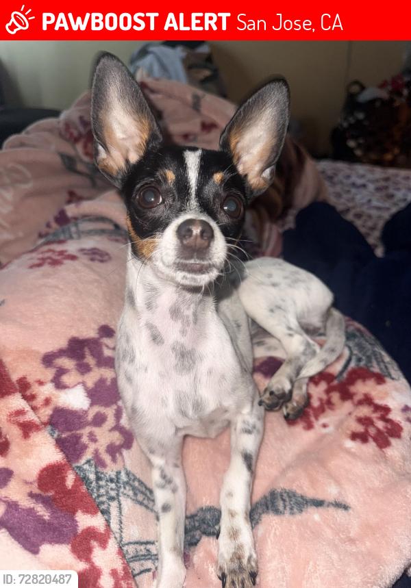 Lost Female Dog last seen Near S 33st San Jose ca, San Jose, CA 95116