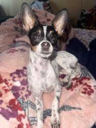 Lost Female Dog last seen Near S 33st San Jose ca , San Jose, CA 95116