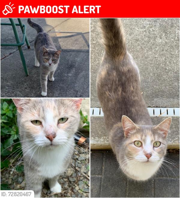 Lost Female Cat last seen Lloyd’s Fabricating Solutions/Denton Road 4-way stop, Davidson County, NC 27360