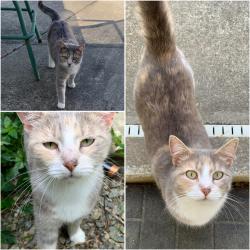 Lost Female Cat last seen Lloyd’s Fabricating Solutions/Denton Road 4-way stop, Davidson County, NC 27360