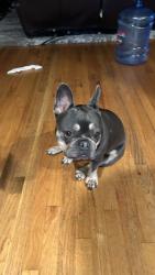 Lost Female Dog last seen Near angeles vista blvd, Los Angeles, CA 90008