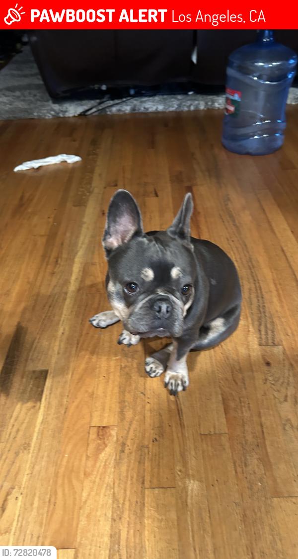 Lost Female Dog last seen Near angeles vista blvd, Los Angeles, CA 90008