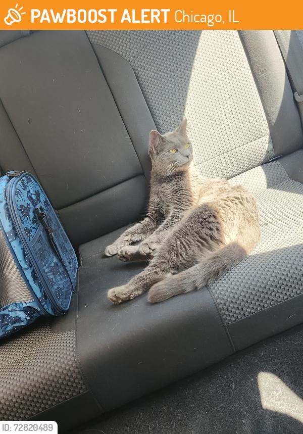 Found/Stray Unknown Cat last seen S C St, on bridge., Chicago, IL 60616