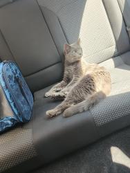 Found/Stray Unknown Cat last seen S C St, on bridge., Chicago, IL 60616