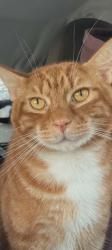 Lost Male Cat last seen E Cole st, Hope Mills, NC 28348