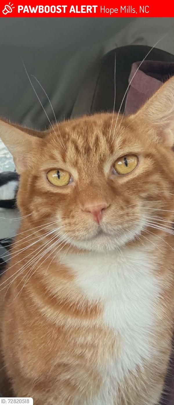 Lost Male Cat last seen E Cole st, Hope Mills, NC 28348