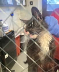 Shelter Stray Female Cat last seen MATTNCK DR BAKERSFIELD, Bakersfield, CA 93307