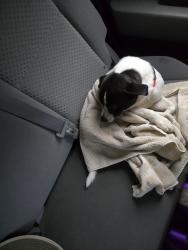 Found/Stray Male Dog last seen Midway School rd, Davidson County, NC 27107