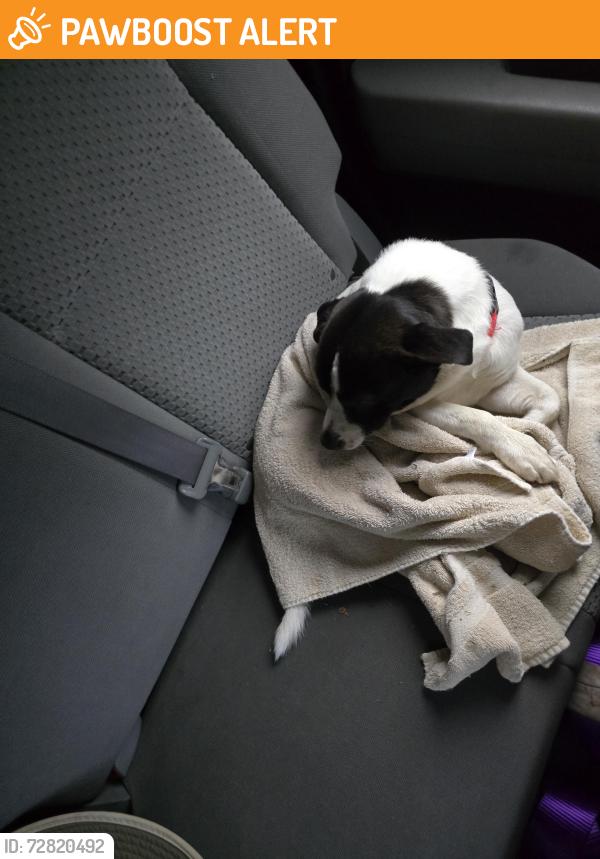 Found/Stray Male Dog last seen Midway School rd, Davidson County, NC 27107
