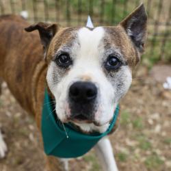 Shelter Stray Male Dog last seen SAN AUGUSTINE, San Antonio, TX 78227