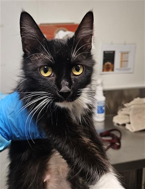 Shelter Stray Female Cat last seen CANAL/ALFRED HARREL HWY, BAKERSFEILD 93308, Bakersfield, CA 93308