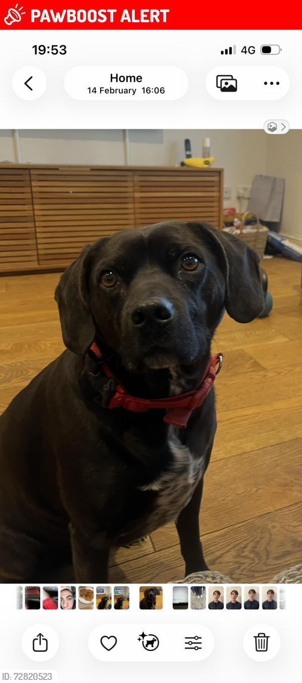 Lost Male Dog last seen Oxleas woods - eltham south side , Greater London, England SE18 3JA
