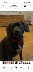 Lost Male Dog last seen Oxleas woods - eltham south side , Greater London, England SE18 3JA