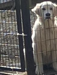 Reunited Female Dog last seen ernest brown road lillington nc and HWY 27, Lillington, NC 27546