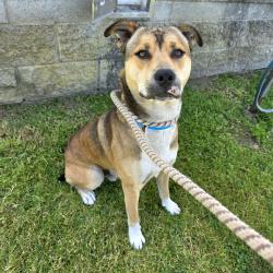 Found/Stray Male Dog last seen Near Cedar Ave, Long Beach, CA, USA, Long Beach, CA 90806