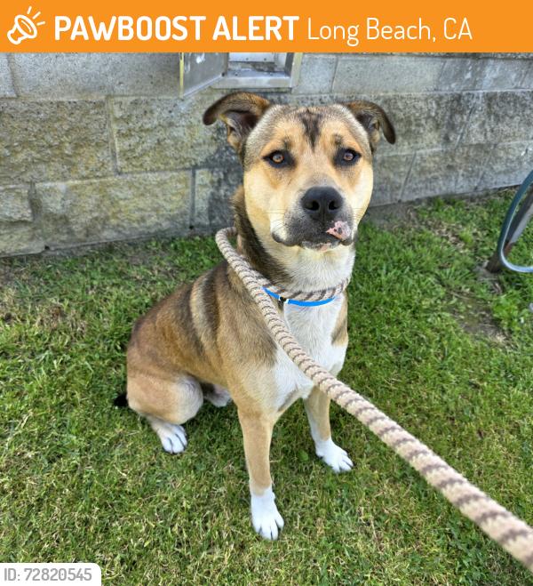 Found/Stray Male Dog last seen Near Cedar Ave, Long Beach, CA, USA, Long Beach, CA 90806