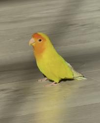 Lost Male Bird last seen Senger St, Livermore, CA 94550