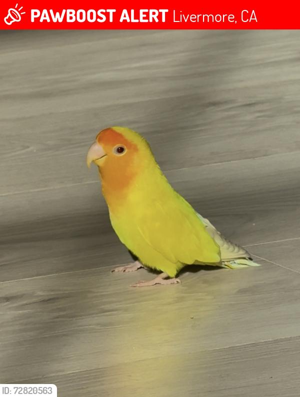 Lost Male Bird last seen Senger St, Livermore, CA 94550
