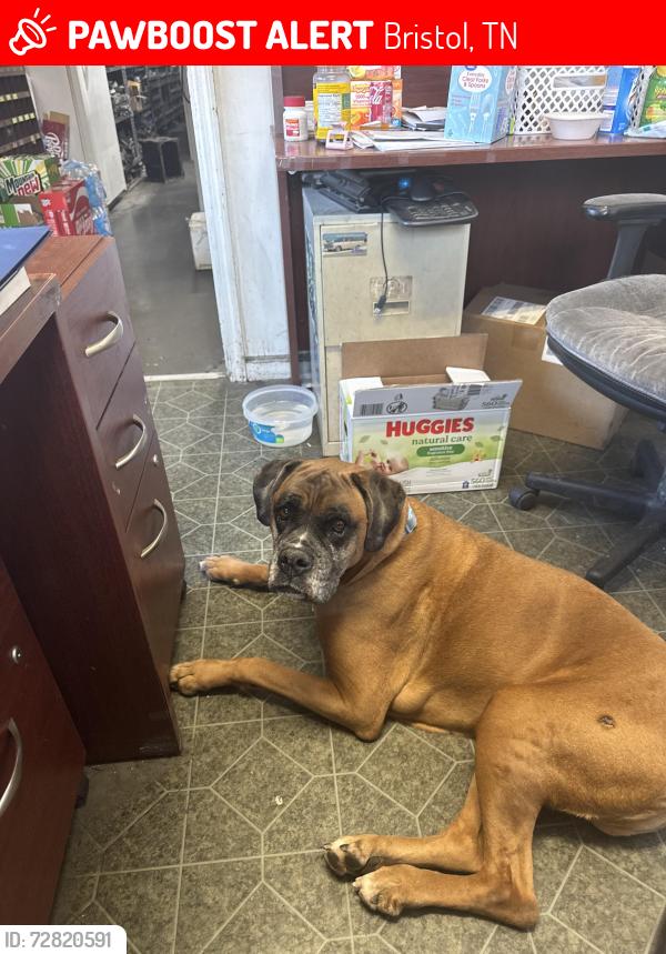 Lost Male Dog last seen Bristol, TN, Bristol, TN 37620
