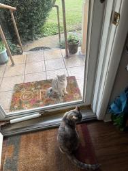 Lost Female Cat last seen Arizona, Fort Walton Beach, FL 32548