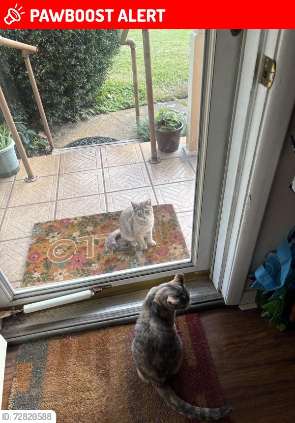 Lost Female Cat last seen Arizona, Fort Walton Beach, FL 32548
