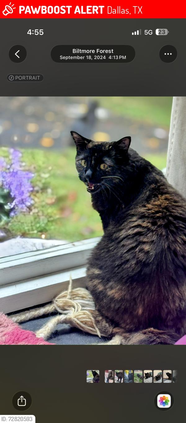 Lost Female Cat last seen Templemore and genore, Dallas, TX 75218