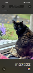 Lost Female Cat last seen Templemore and genore, Dallas, TX 75218