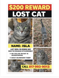 Lost Female Cat last seen Richland  high school, North Richland Hills, TX 76180
