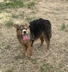 Lost Female Dog last seen Thomas Green Rd and Jim Poole Rd , Roxboro, NC 27574