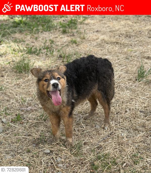 Lost Female Dog last seen Thomas Green Rd and Jim Poole Rd , Roxboro, NC 27574