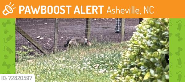 Found/Stray Female Dog last seen Alexander Ave, Carroll Ave, Asheville, NC 28801