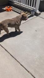 Found/Stray Male Dog last seen Gordon avenue and 2200 w, Layton, UT 84041