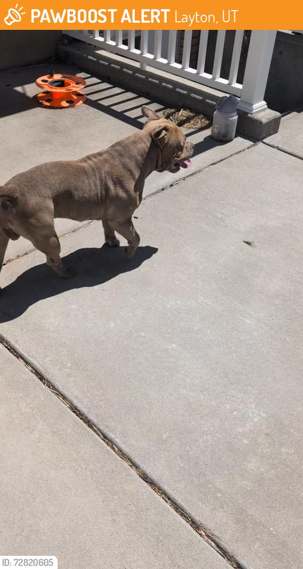 Found/Stray Male Dog last seen Gordon avenue and 2200 w, Layton, UT 84041