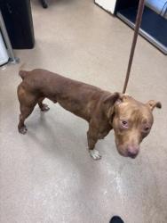 Shelter Stray Male Dog last seen Near Fellsridge Dr Stone Mountain, 30083, 30083, GA, Atlanta, GA 30341