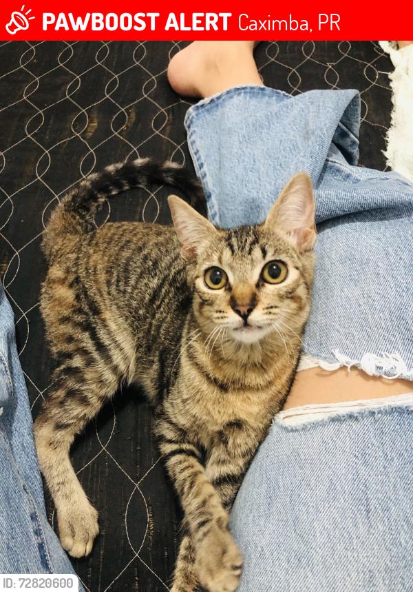 Lost Female Cat last seen Rua Regina Célia Camilo de Souza , Caximba, PR 